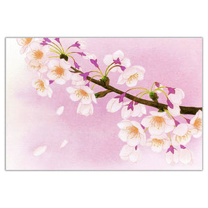 Post Card Sakura